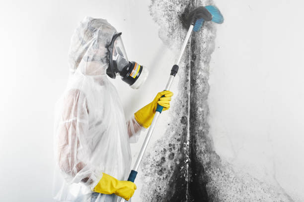 Best Black Mold Removal  in Lipscom, AL