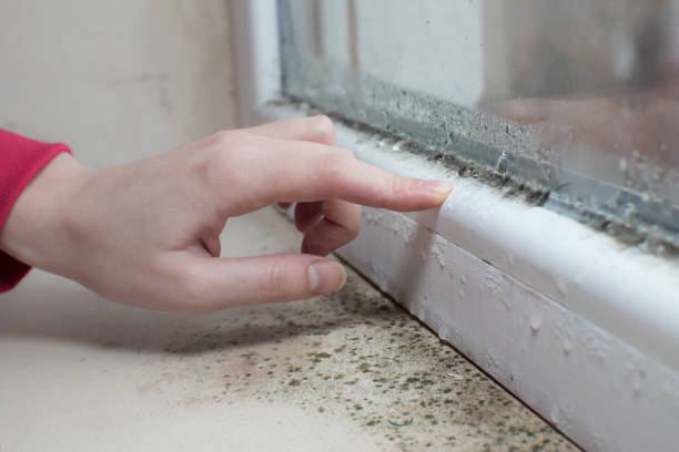 Best HVAC Mold Inspection and Cleaning  in Lipscom, AL